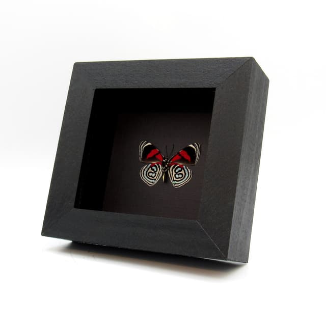 Real Kolyma 88 butterfly framed taxidermy - Callicore kolyma