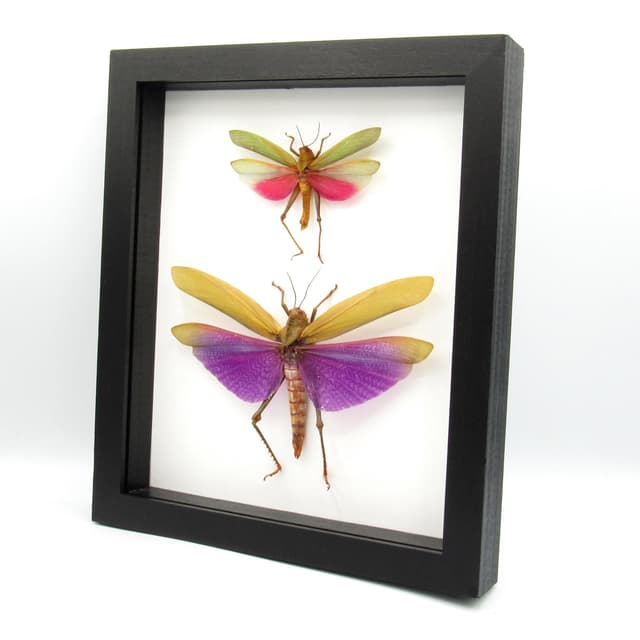 Real Giant grasshoppers framed taxidermy - Titanacris albipes  and Lophacris cristata