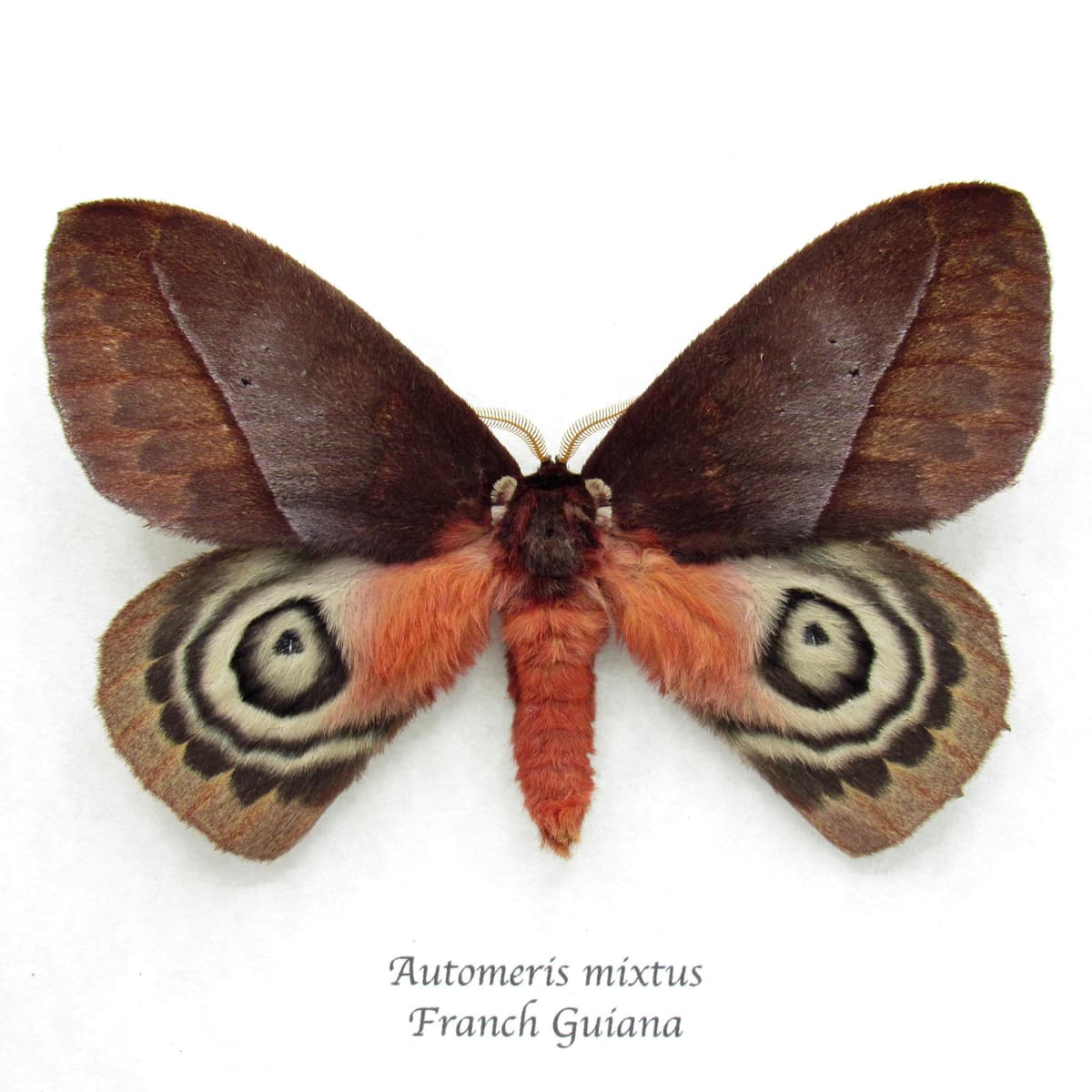 Real Saturn moth framed taxidermy - Automeris mixtus