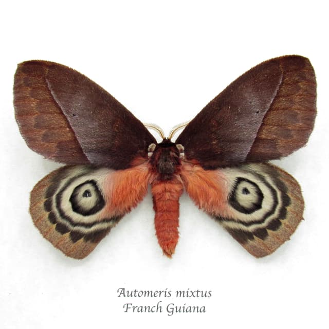 Real Saturn moth framed taxidermy - Automeris mixtus