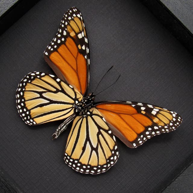 Real XL Monarch framed taxidermy butterfly - Danaus plexippus