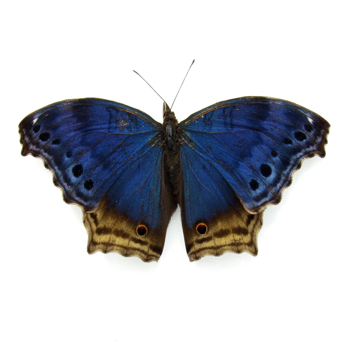 Real Blue Mother of Pearl butterfly framed taxidermy - Protogoniomorpha temora - Victorian mount