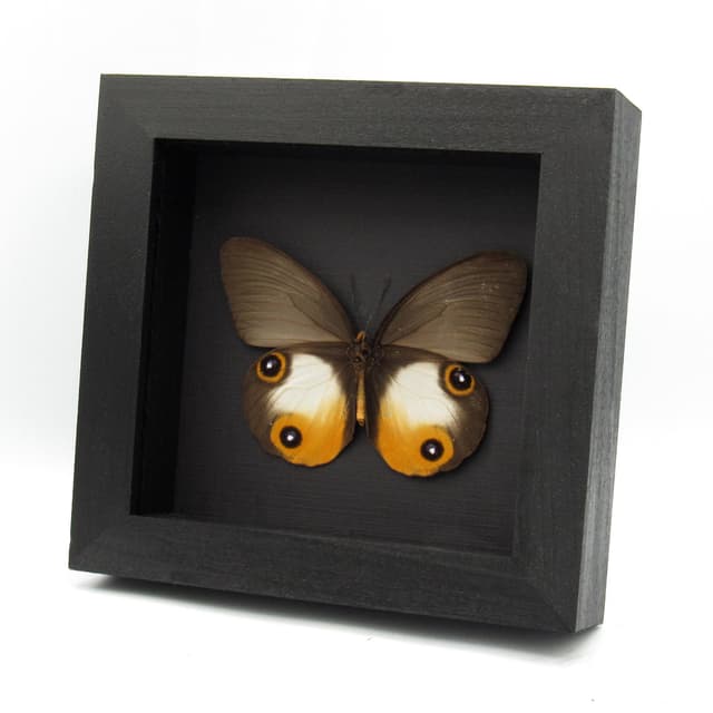 Rare large orange Owl butterfly framed taxidermy - Taenaris onolaus