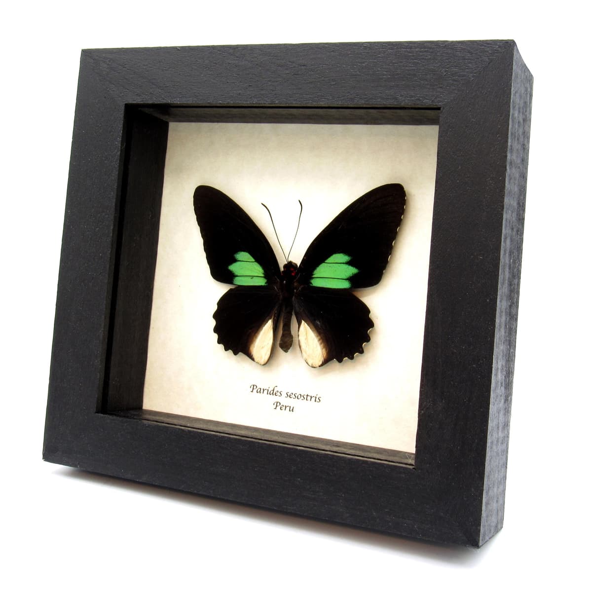 Real Cattleheart butterfly framed taxidermy - Parides Sesostris