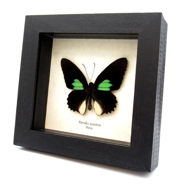 Real Cattleheart butterfly framed taxidermy - Parides Sesostris