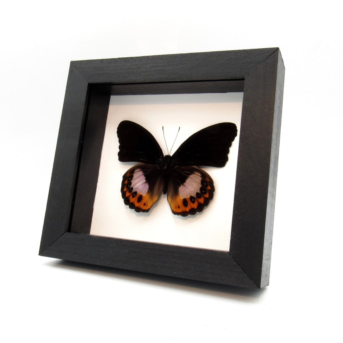 Real purple butterfly framed taxidermy - Hypolimnas pandarus