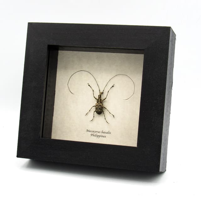 Real Fungus Weevil framed taxidermy - Mecocerus basalis