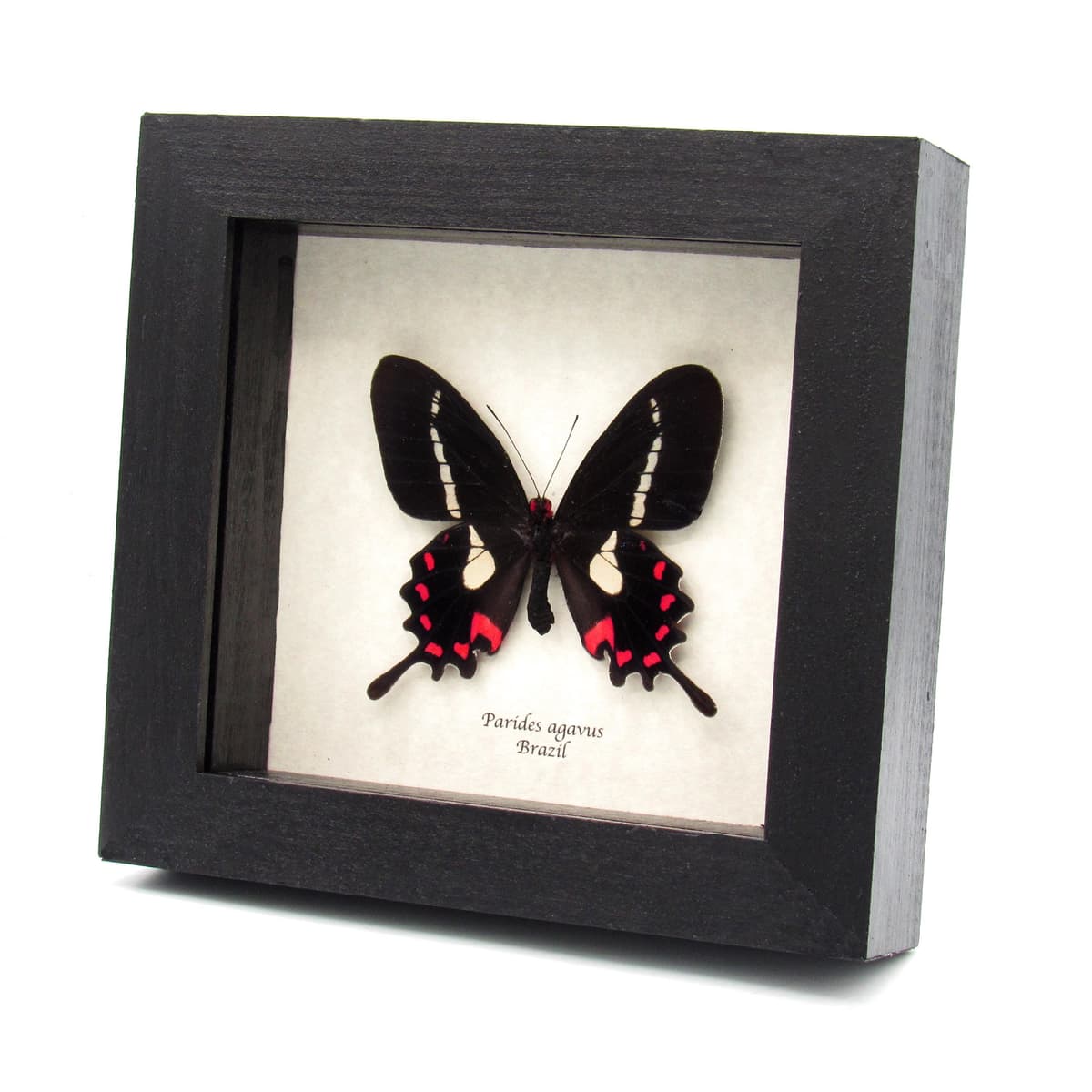 Rare red Cattleheart butterfly framed specimen - Parides agavus - large female