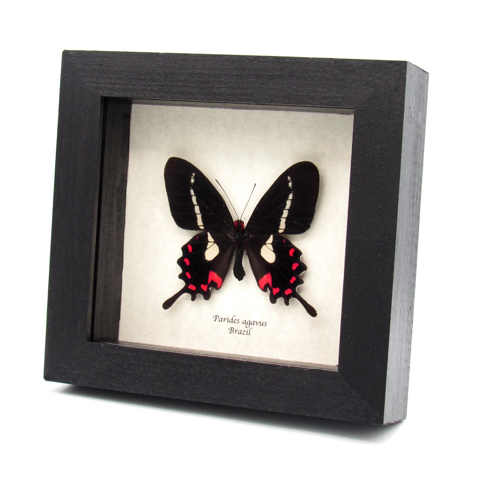 Rare red Cattleheart butterfly framed specimen - Parides agavus - large female