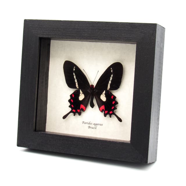 Rare red Cattleheart butterfly framed specimen - Parides agavus - large female