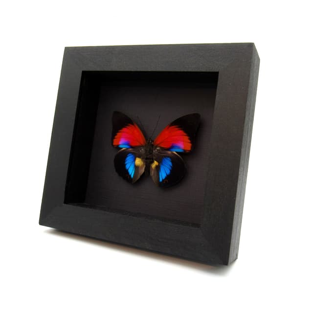 Stunning rare Hybrid butterfly framed taxidermy - Agrias claudina x Prepona dexamenes