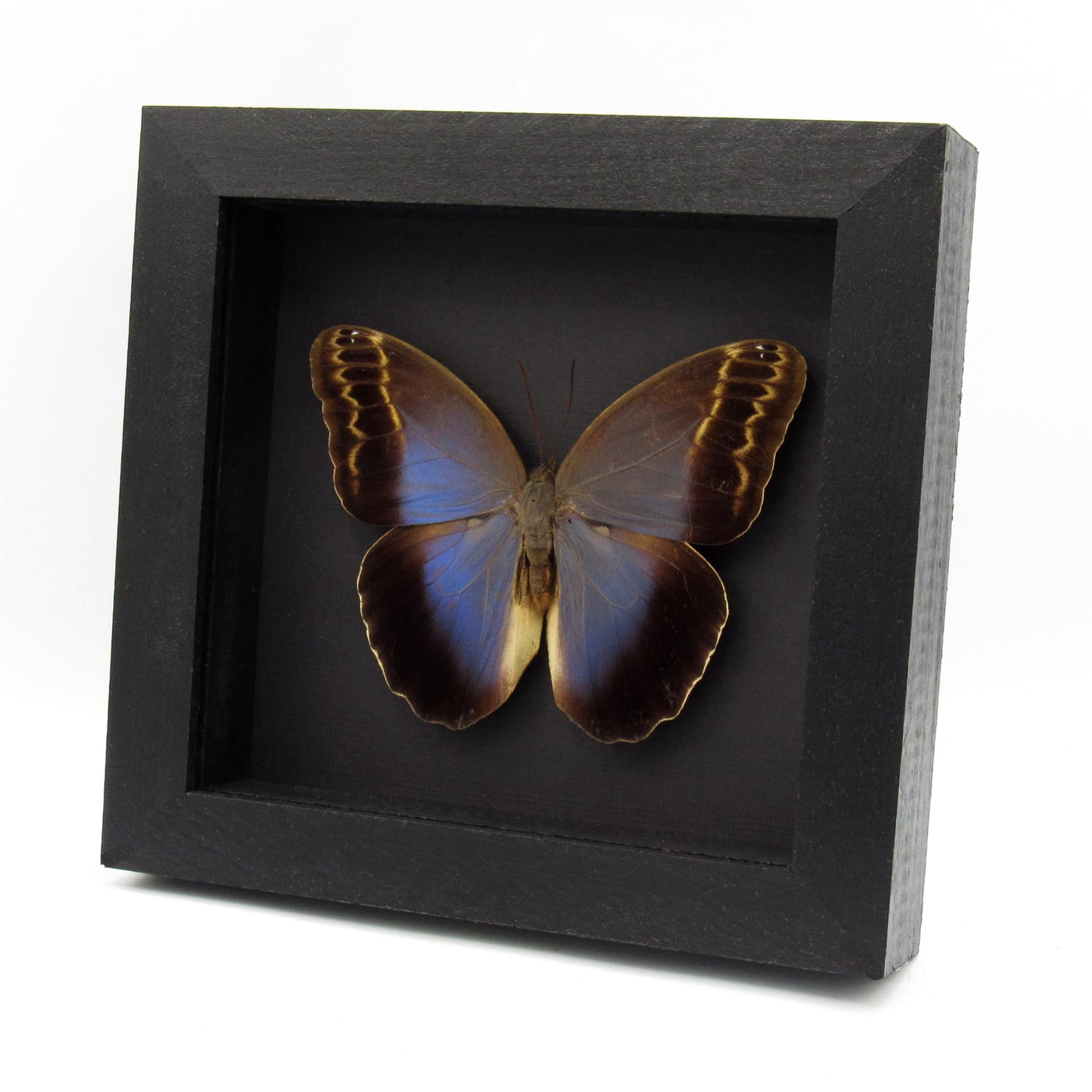 Real Giant Owl Butterfly framed taxidermy - Caligo illioneus