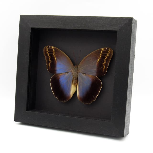 Real Giant Owl Butterfly framed taxidermy - Caligo illioneus