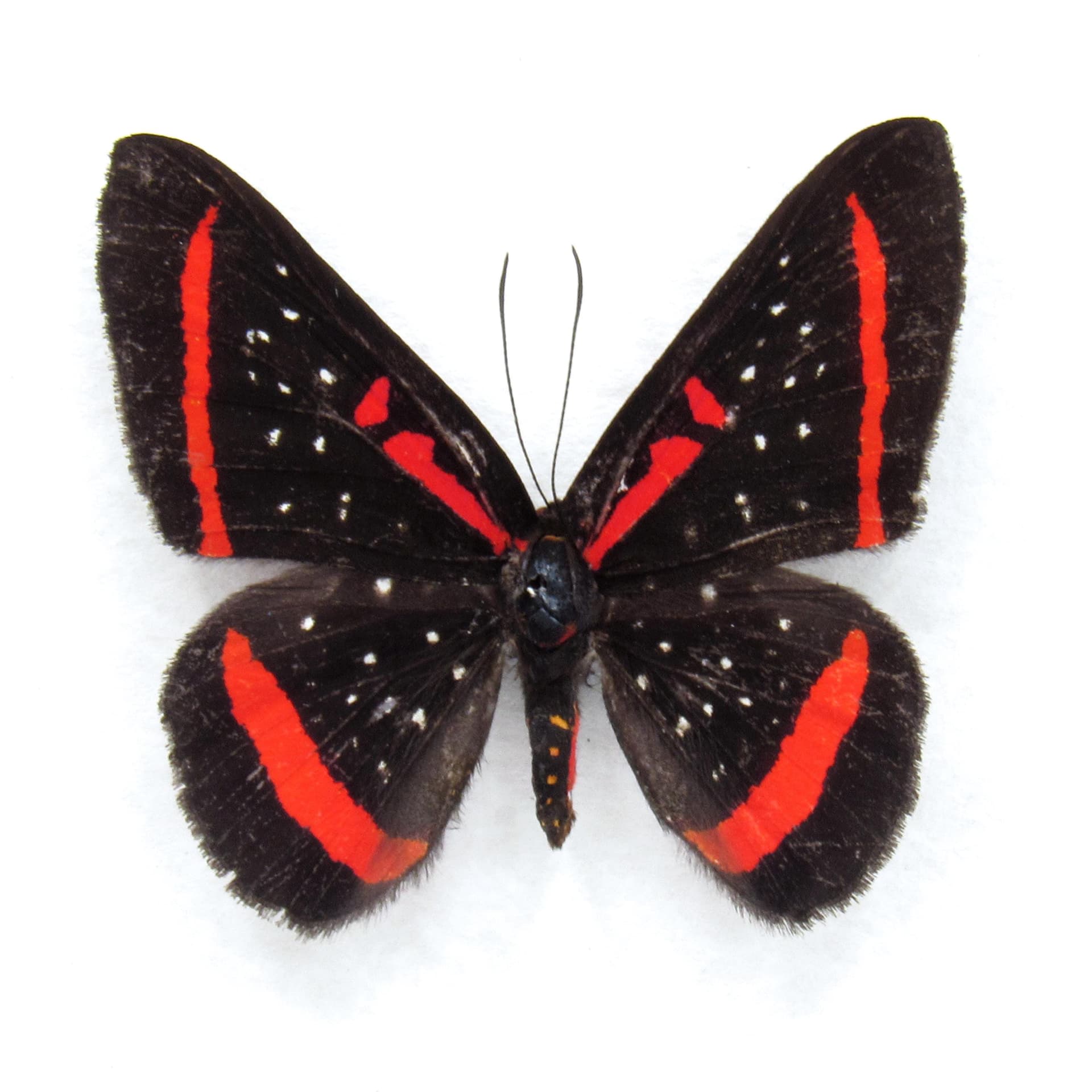 Real red Meneria Metalmark butterfly framed taxidermy - Amarynthis meneria