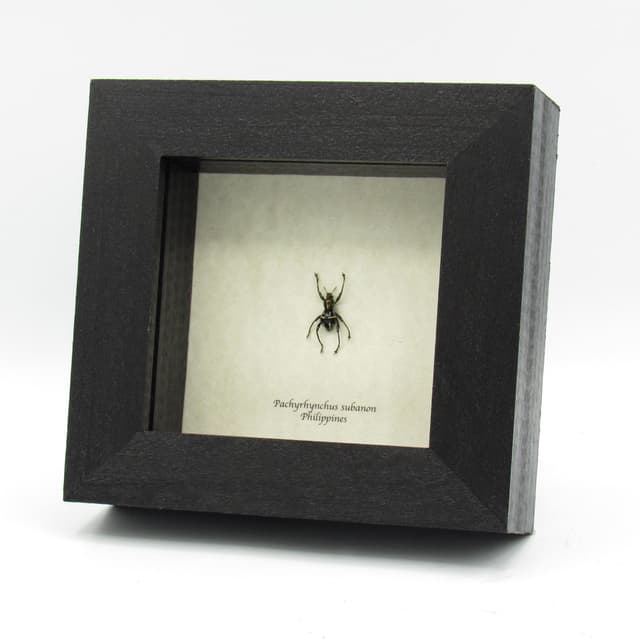 WEEVIL MANIA - Real beetle framed taxidermy - Pachyrhynchus subanon
