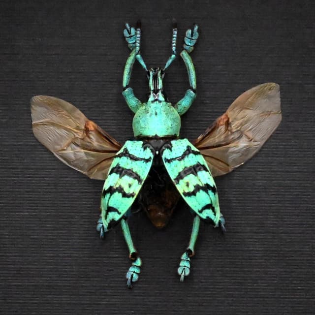 Real glitter Weevil framed taxidermy - Eupholus chevrolati