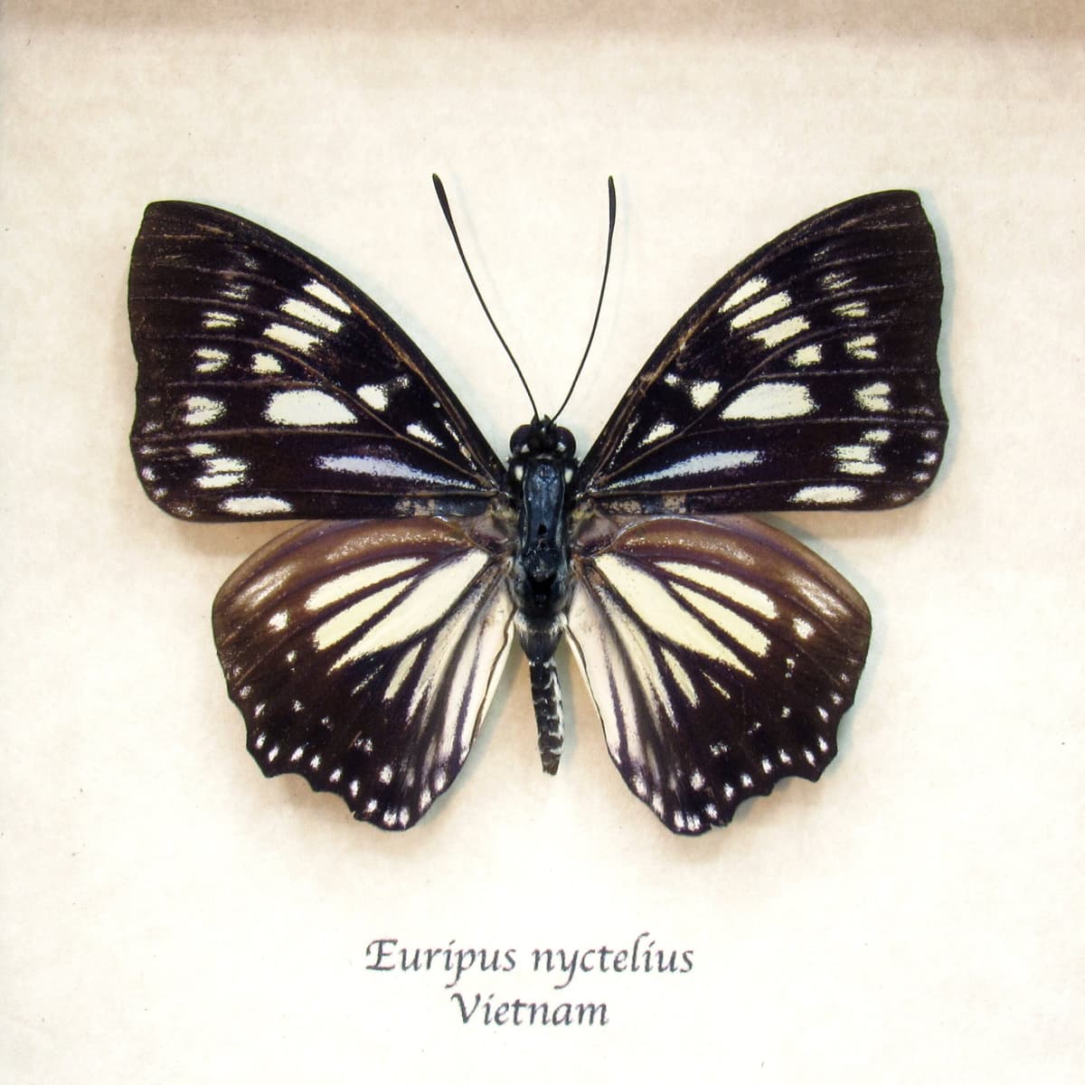 Real framed taxidermy butterfly - Euripus nyctelius