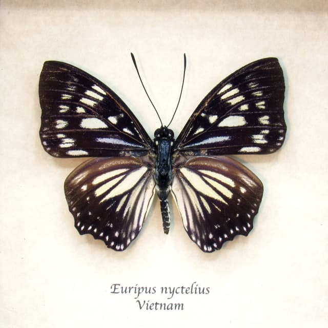 Real framed taxidermy butterfly - Euripus nyctelius
