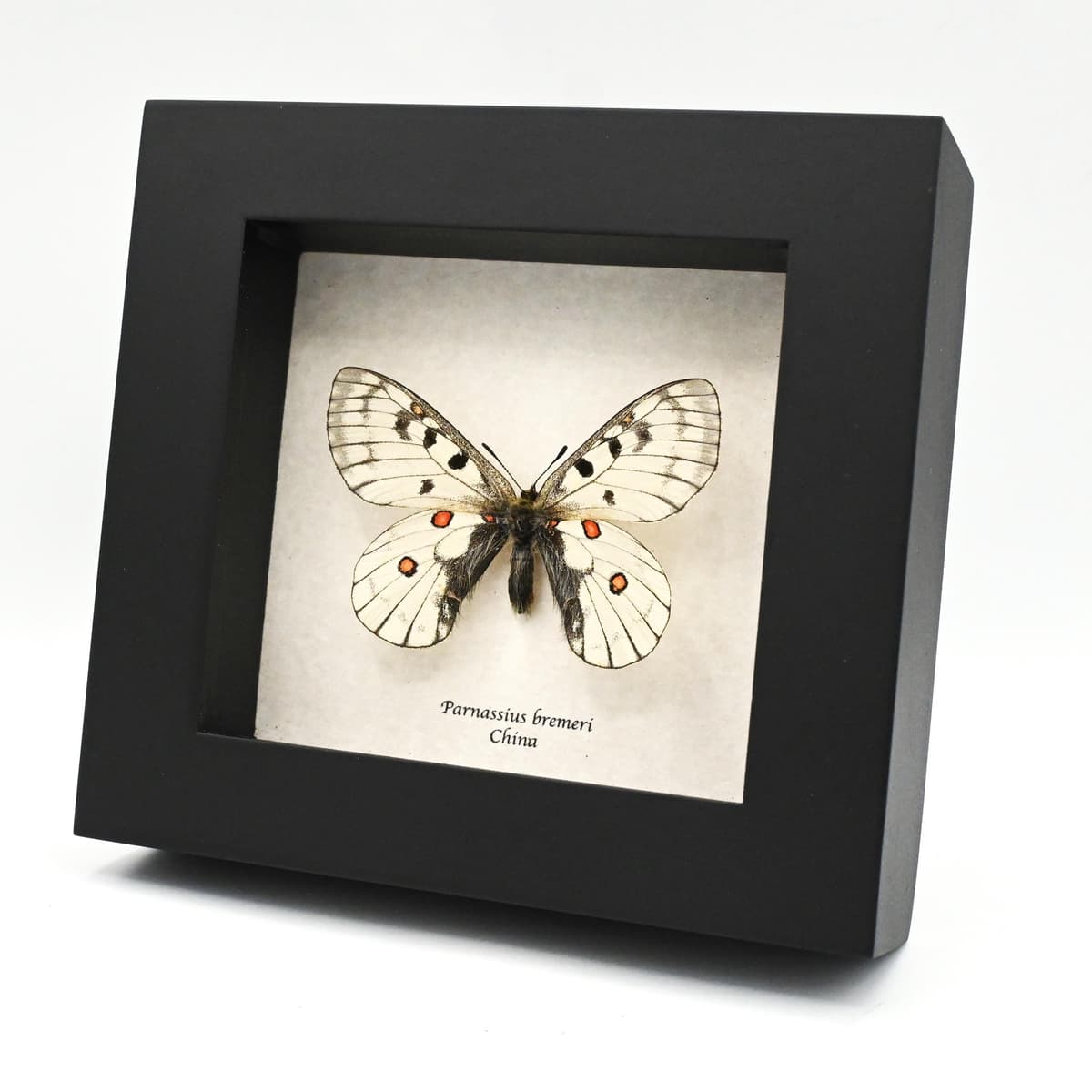 Real White Apollo butterfly framed specimen - Parnassius bremeri