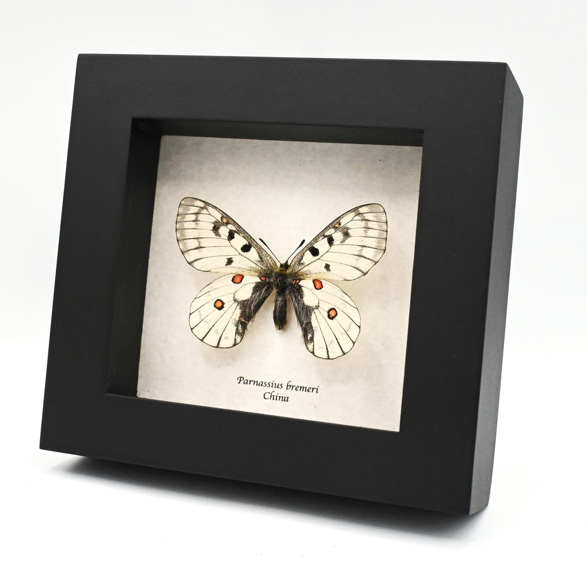 Real White Apollo butterfly framed specimen - Parnassius bremeri