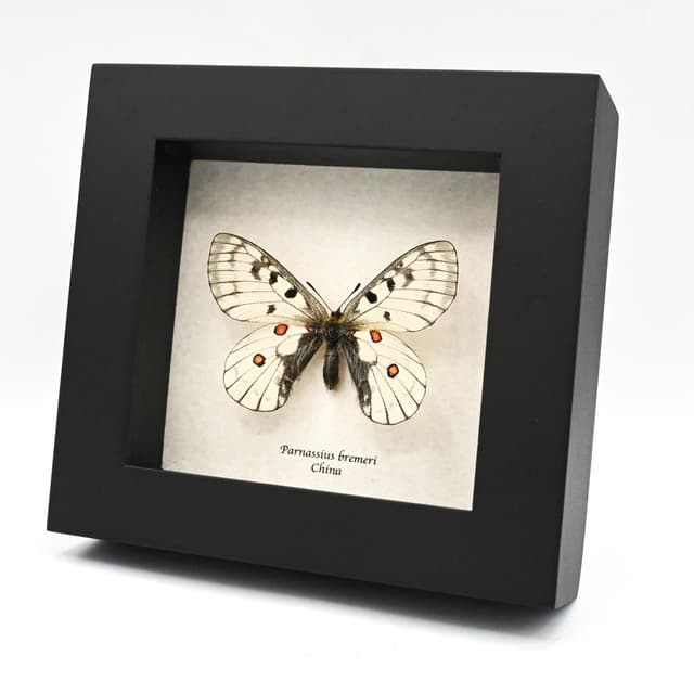 Real White Apollo butterfly framed specimen - Parnassius bremeri