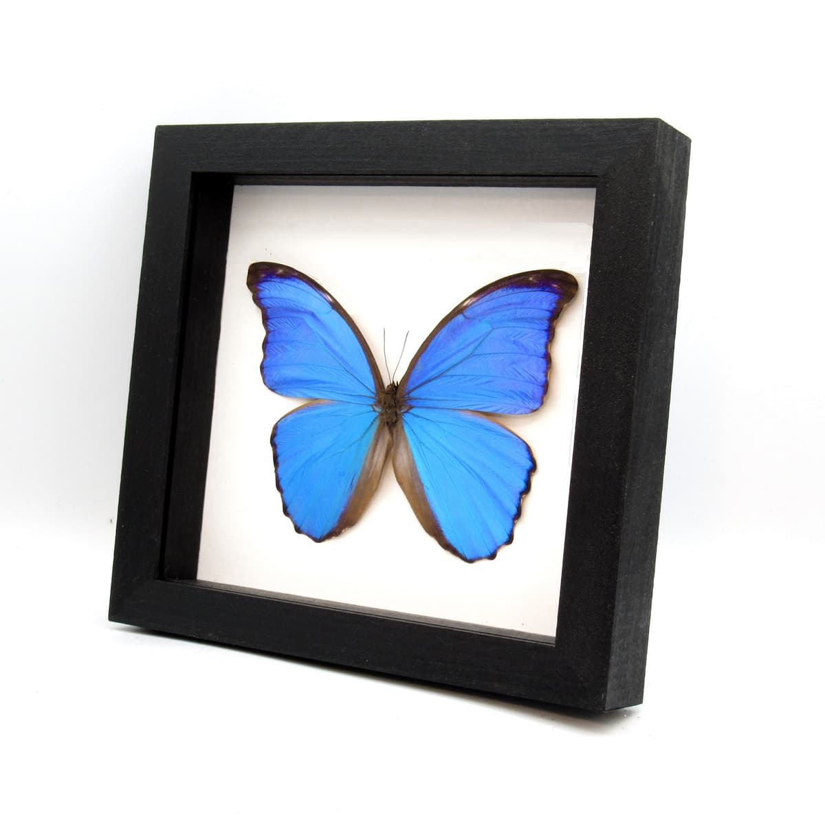 Real XL blue Morpho butterfly framed taxidermy - Morpho didius - 5.85 inch wingspan