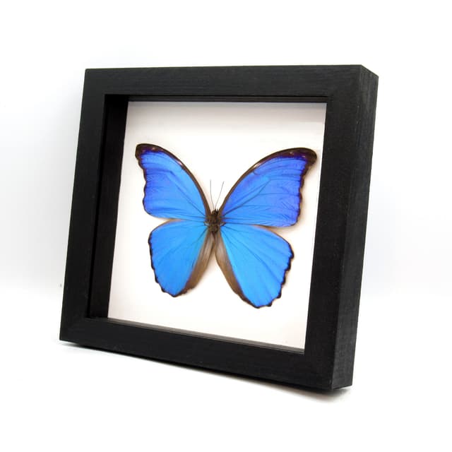 Real XL blue Morpho butterfly framed taxidermy - Morpho didius - 5.85 inch wingspan