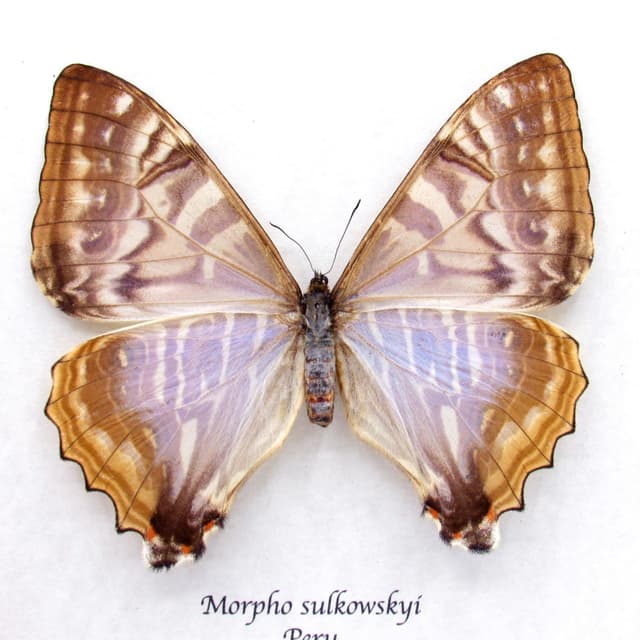 Rare Pearl morpho framed taxidermy - Morpho sulkowskyi - female