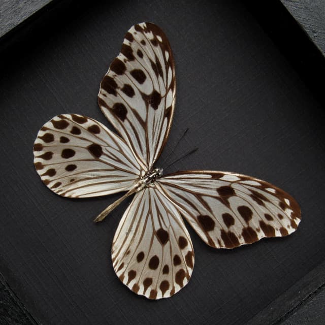 Real silver tree nymph butterfly framed taxidermy - Ideopsis gaura perakana