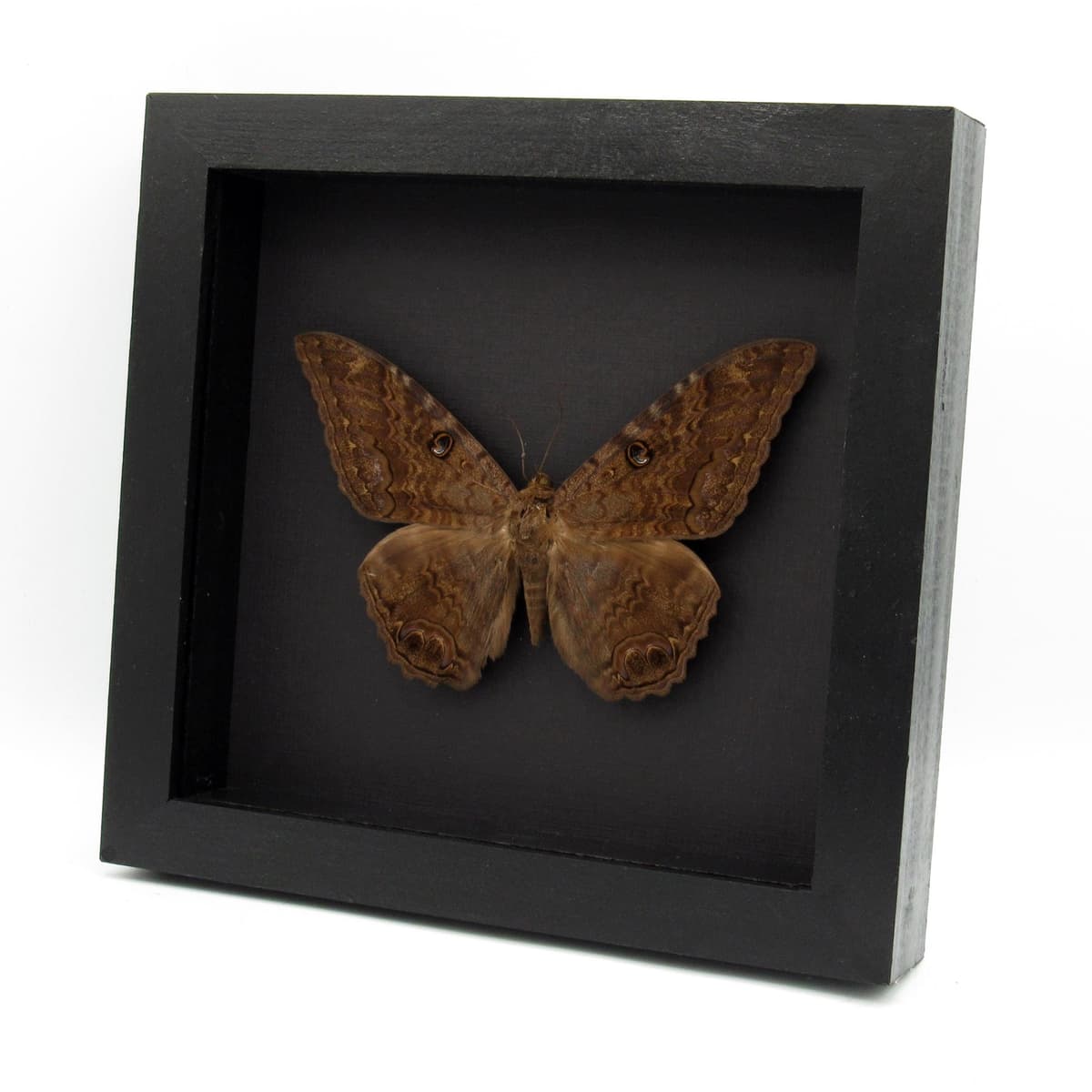 Real XL Black Witch moth framed taxidermy - Ascalapha odorata