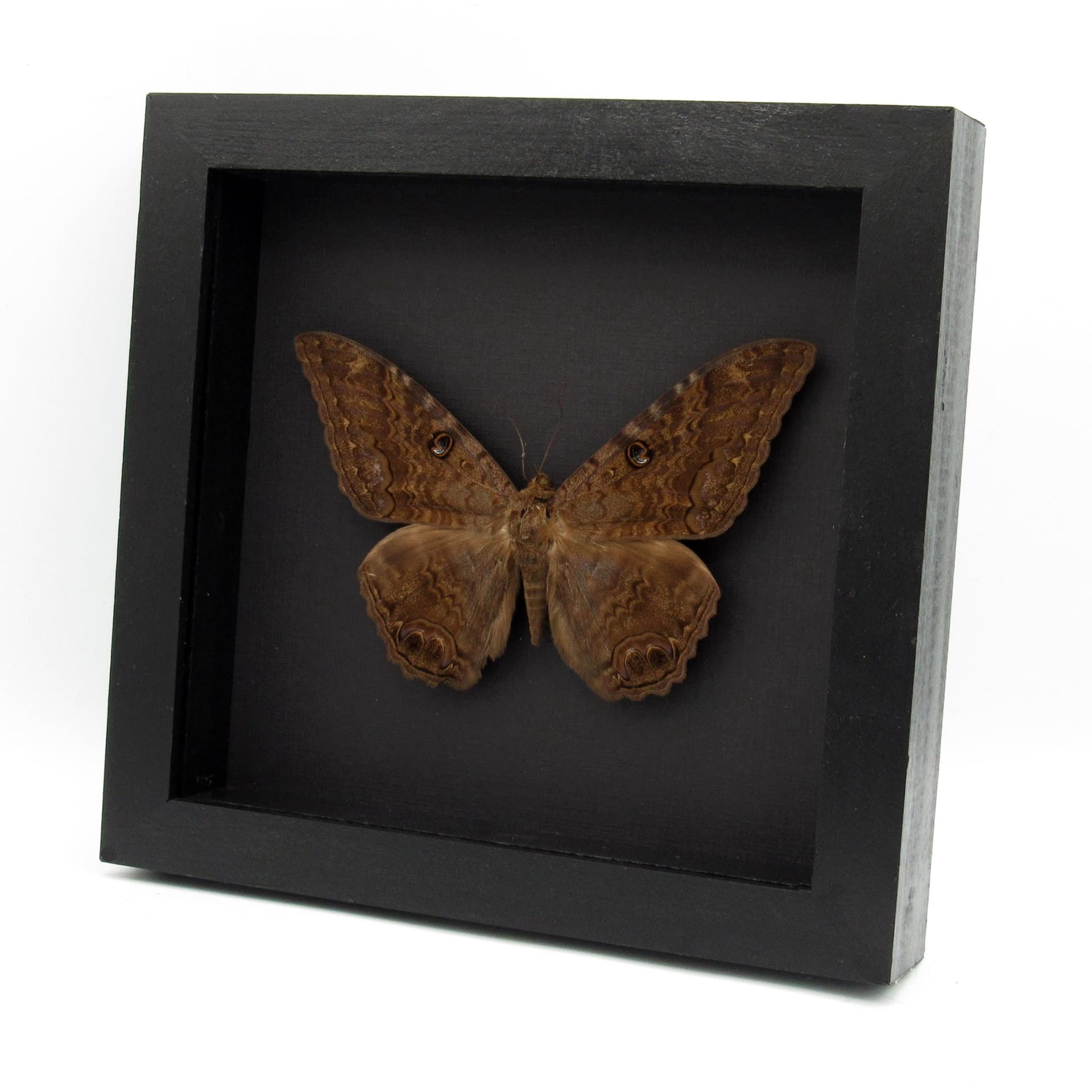 Real XL Black Witch moth framed taxidermy - Ascalapha odorata