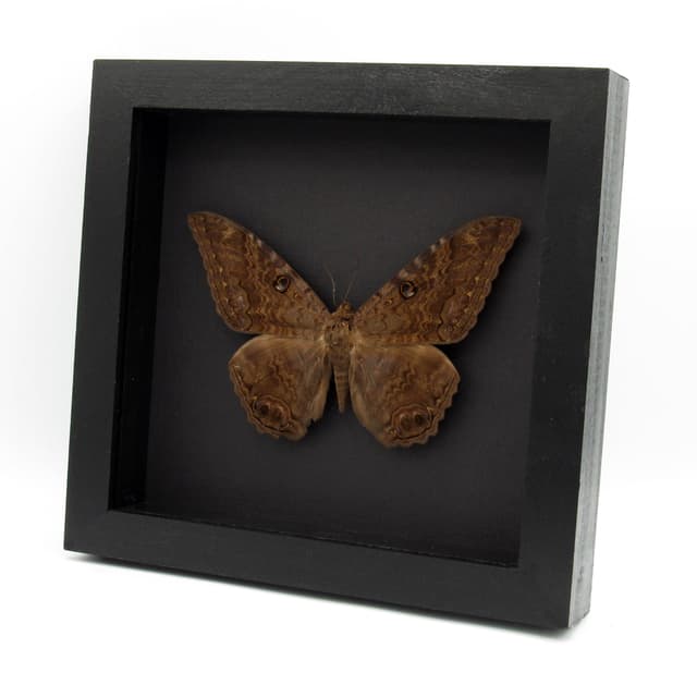 Real XL Black Witch moth framed taxidermy - Ascalapha odorata