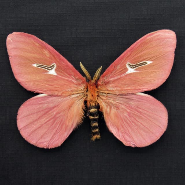 Rare pink moth framed taxidermy - Cerodirphia avenata - minor damage/repair