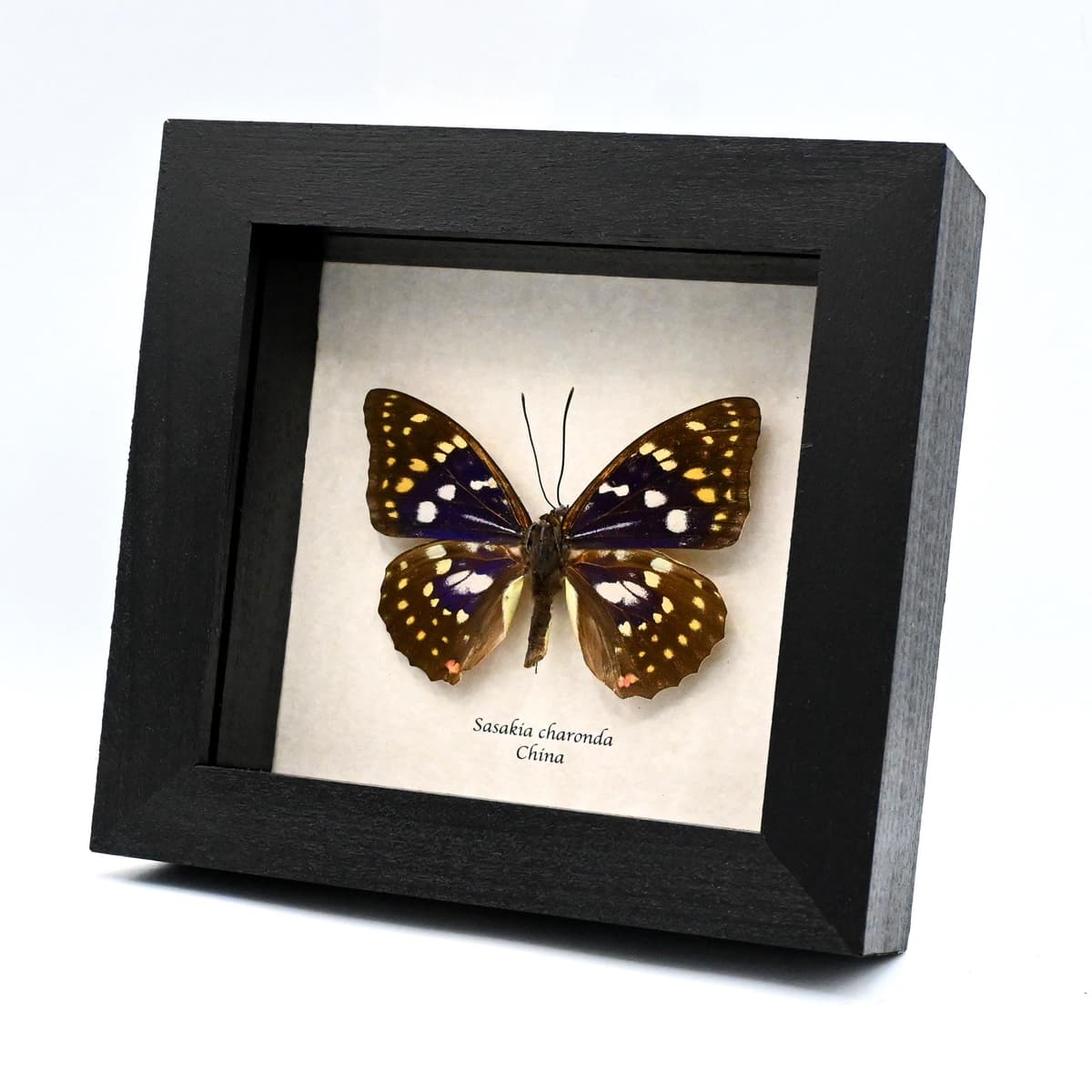 Real Purple Emperor butterfly framed taxidermy - Sasakia charonda
