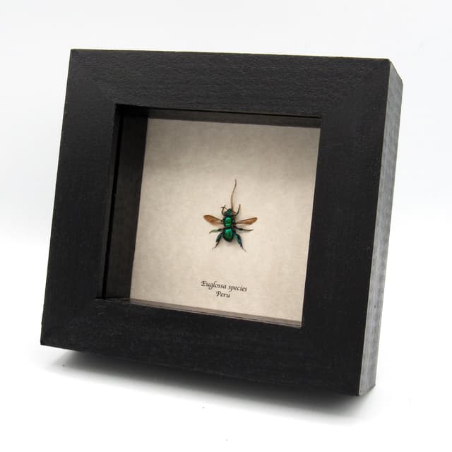 Rare XL green-blue Orchid Bee framed taxidermy - Euglossa species