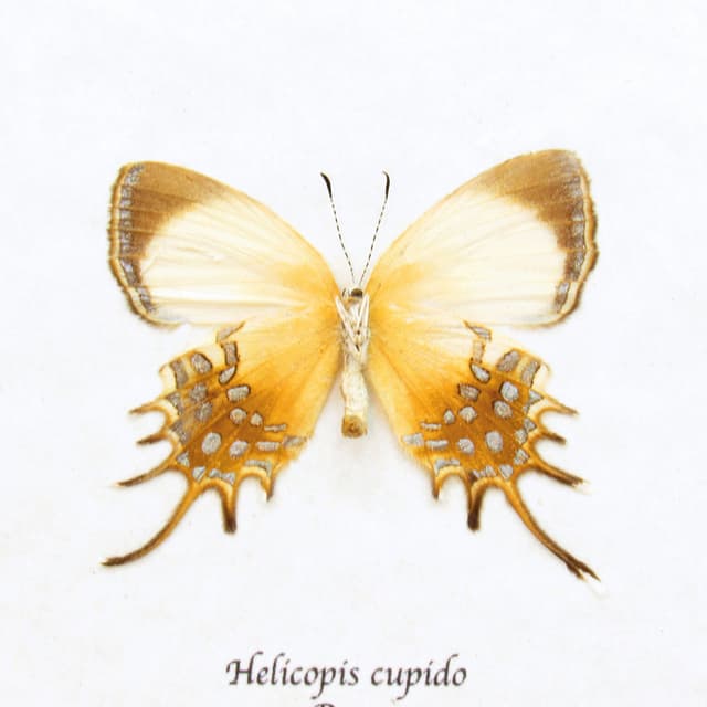 Real metallic gold butterfly framed taxidermy - Helicopis cupido - female