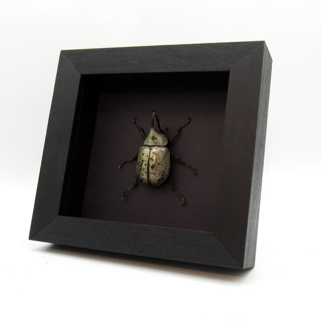 Real Western Hercules beetle framed taxidermy - Dynastes grantii