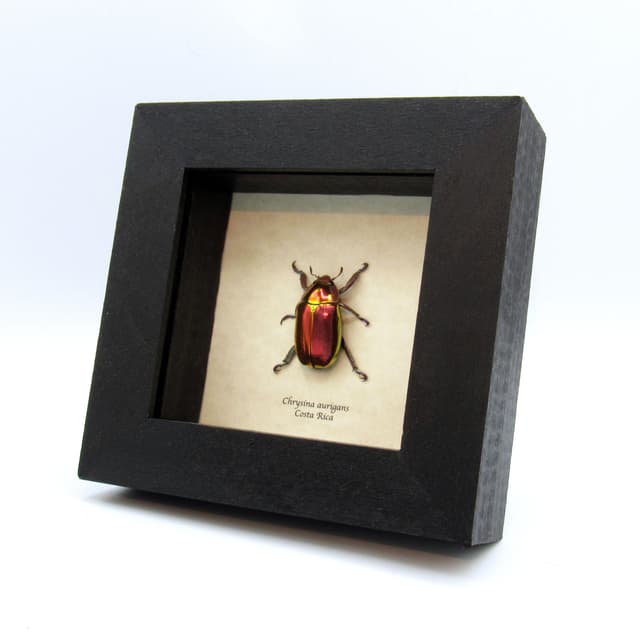 Very rare red and gold Jewel beetle framed taxidermy - Chrysina aurigans - red form