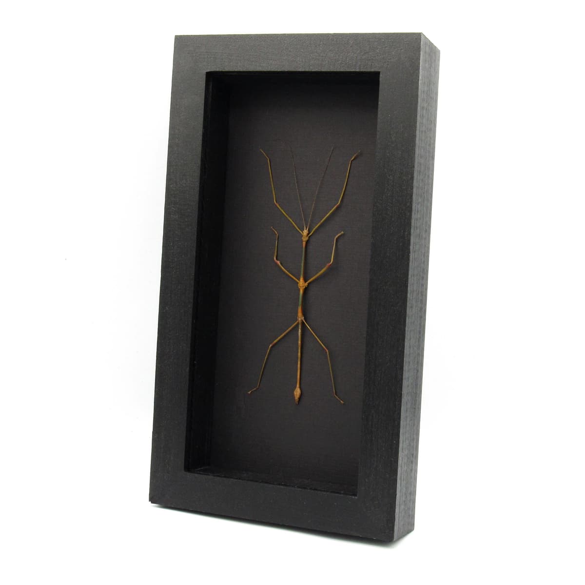 Real large stick bug framed taxidermy - Lonchodes modestus
