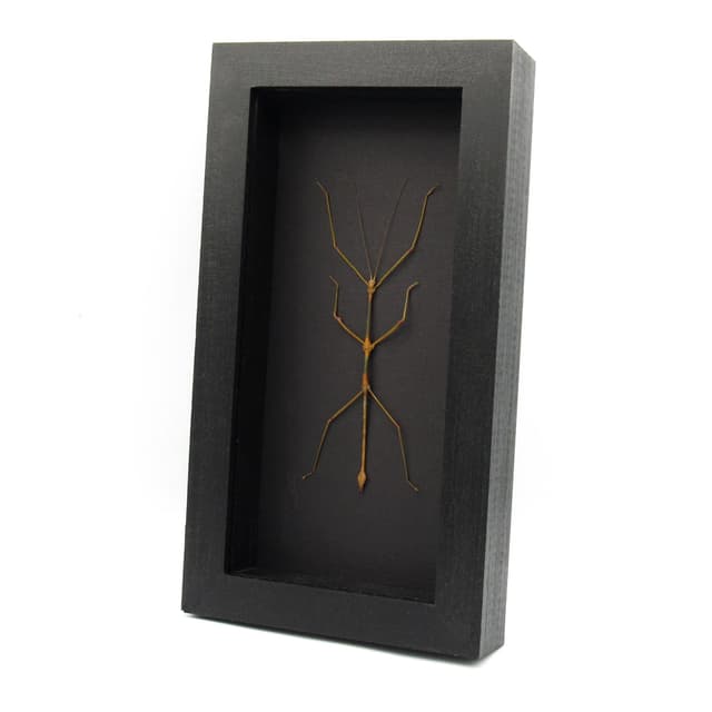 Real large stick bug framed taxidermy - Lonchodes modestus