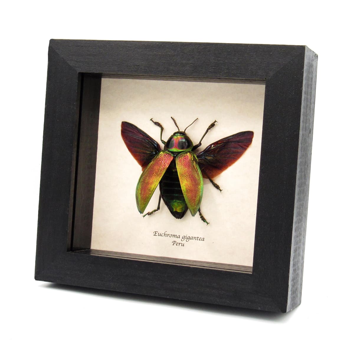 Huge metallic Jewel beetle framed taxidermy - Euchroma gigantea