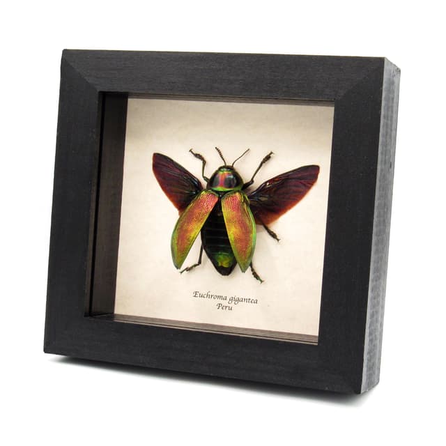 Huge metallic Jewel beetle framed taxidermy - Euchroma gigantea