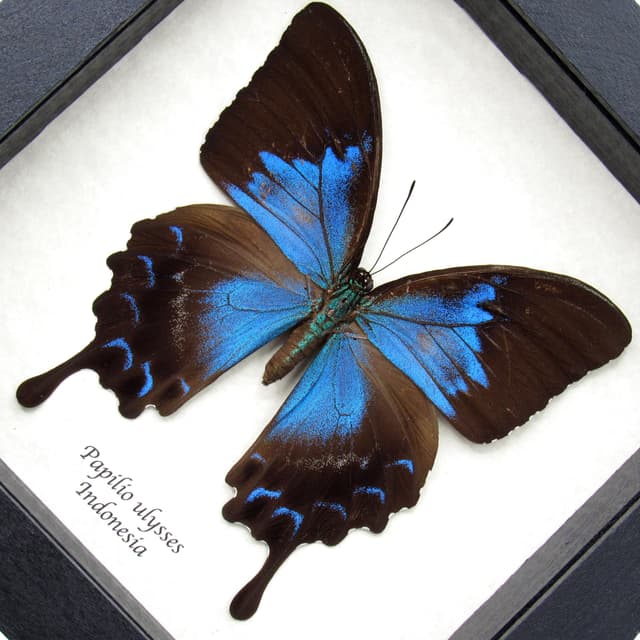 Real iridescent Blue Emperor butterfly framed taxidermy - Papilio ulysses - rare female