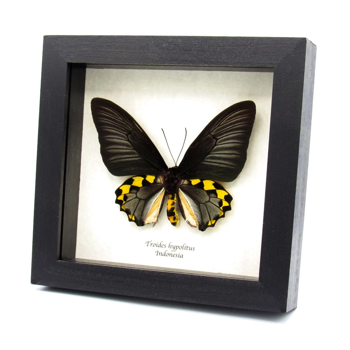 Real XL Silver Birdwing butterfly framed taxidermy - Troides hypolitus