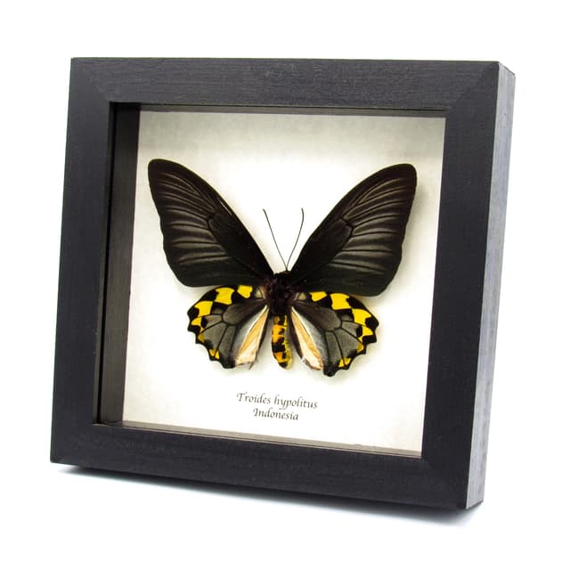 Real XL Silver Birdwing butterfly framed taxidermy - Troides hypolitus