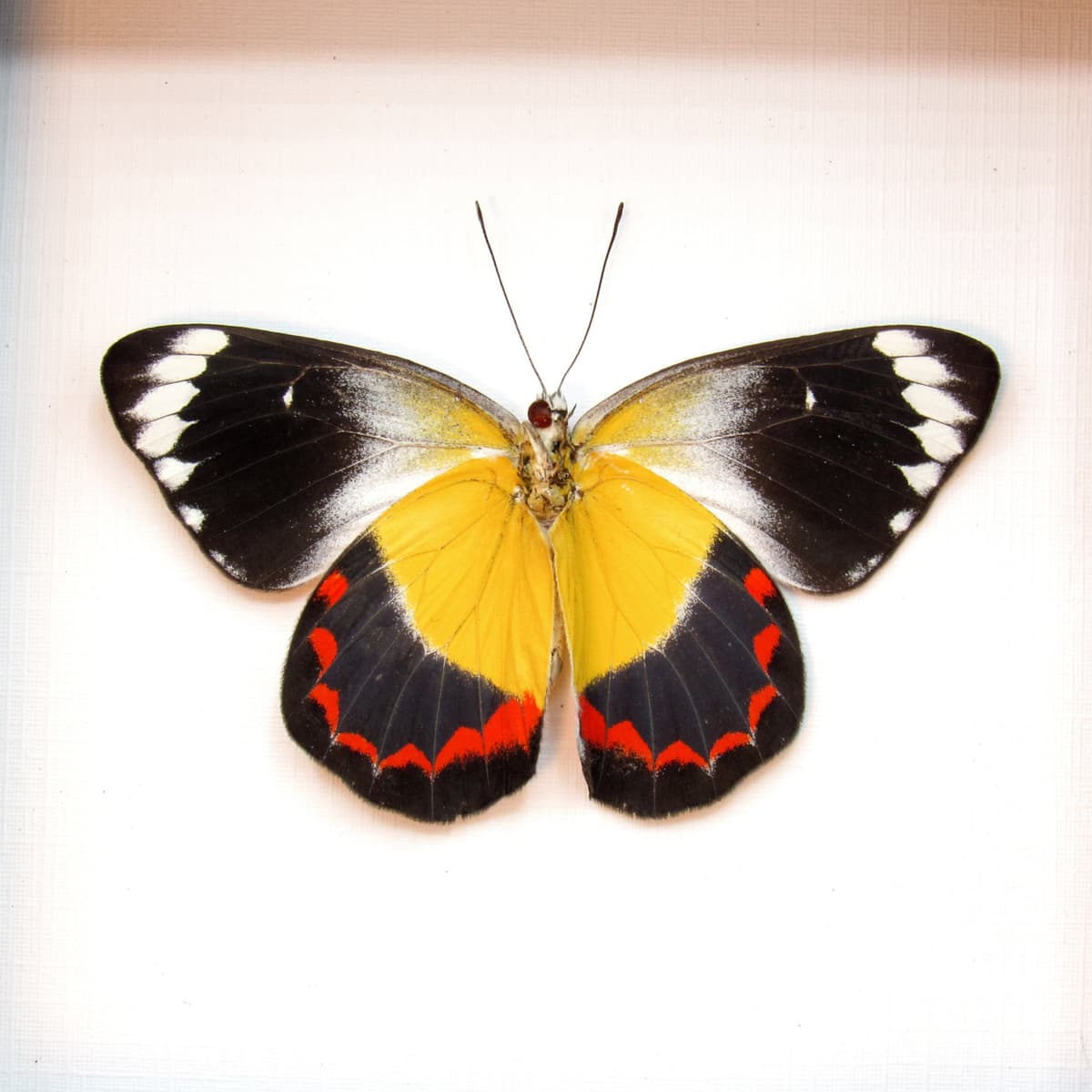 Real Yellow Delias butterfly framed taxidermy - Delias timorensis - Victorian mount