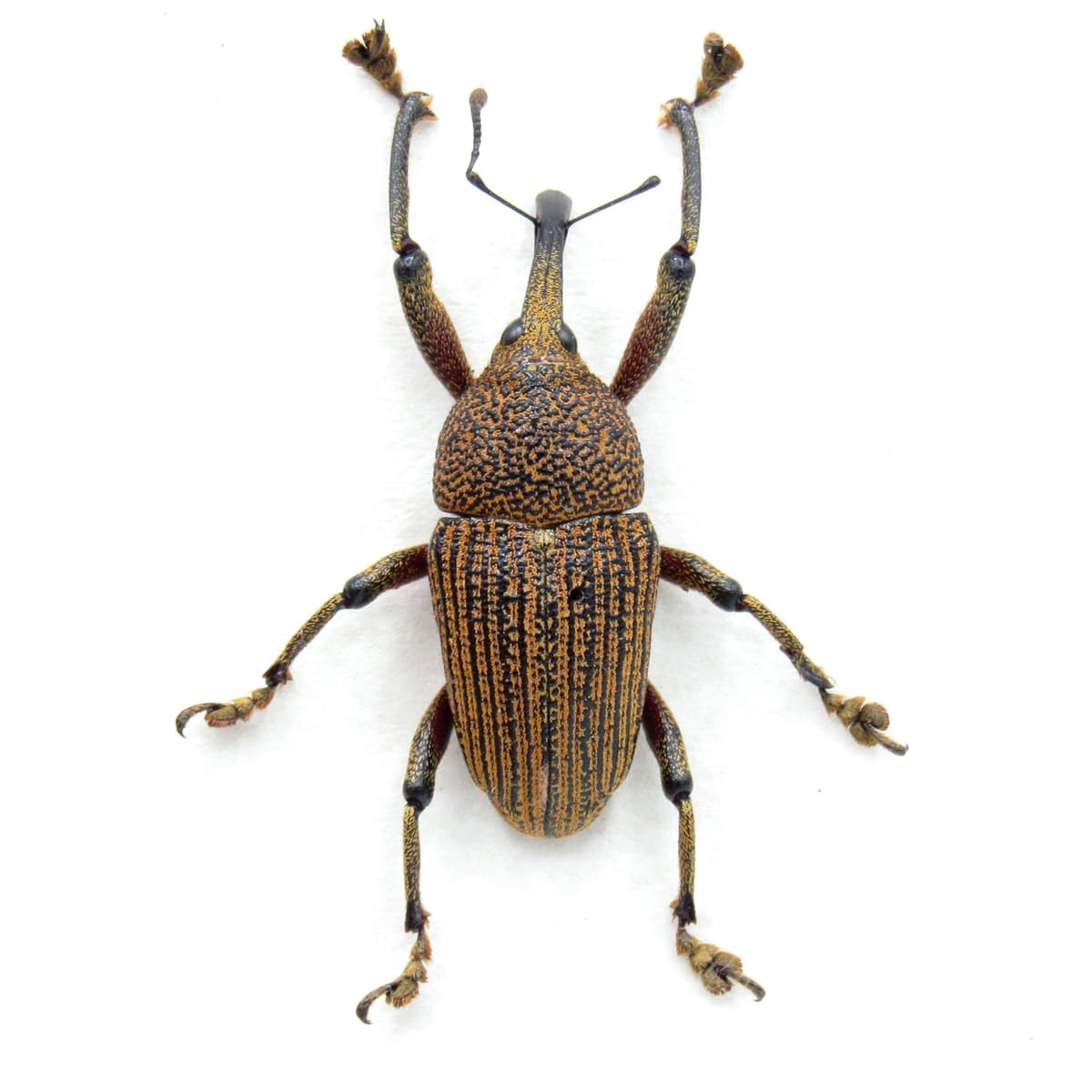 Real Weevil framed beetle taxidermy - Curculionidae species