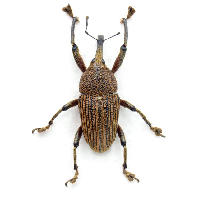 Real Weevil framed beetle taxidermy - Curculionidae species