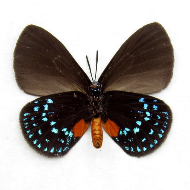 Real Coontie Hairstreak butterfly framed taxidermy - Eumaeus atala