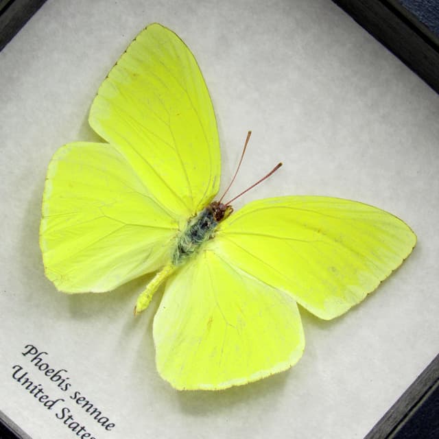 Real yellow Cloudless Sulphur butterfly framed taxidermy - Phoebis sennae